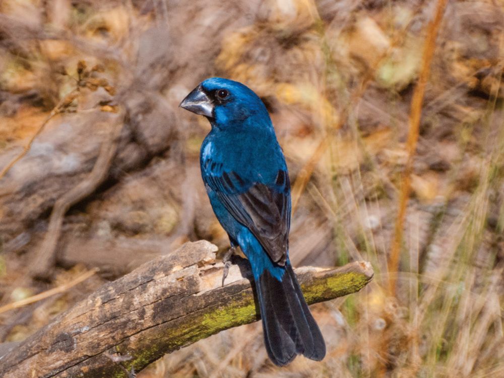 Observación de aves en la reserva · Estancia Guayascate