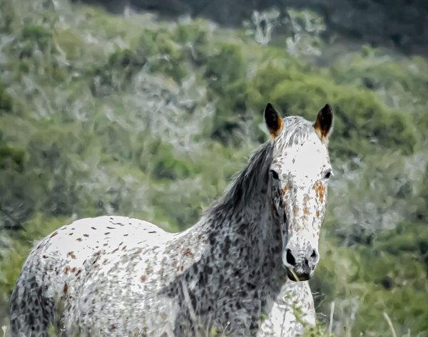 Nuestros caballos · Estancia Guayascate