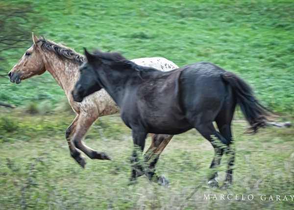 Caballos en el campo · Estancia Guayascate